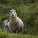 Illustration for article titled Flock of Welsh Sheep Make Loose Plans to Get Stoned and Run Around Outside
